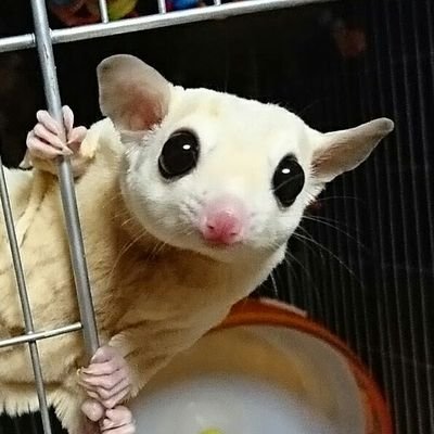 アニマルハウスももれっぷ's profile picture