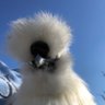 FloofMama's profile picture