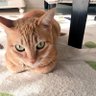 Фото профиля ねこむすめ@6y+2y