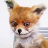 Mad_fox's profile picture