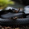 blackmamba's profile picture