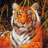 Tiger 的头像