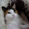 Amanda King's profile picture