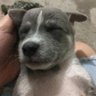 Wolfy.. profil fotoğrafı