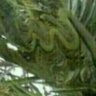 سعيد الربيعي profil fotoğrafı