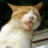 Profilbild von blanquis