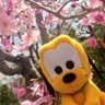 こっこ(⑅•ᴗ•⑅) profil fotoğrafı