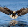 Legal Eagle profil fotoğrafı