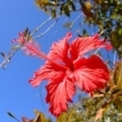 aromahotExtreme's profile picture