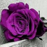 ❅ أ:سميحة مليباريـﮯ❅ profil fotoğrafı