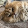 ナッシ profil fotoğrafı