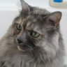 CinderSJ's profile picture