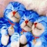 Profilbild von ひふみ~ん