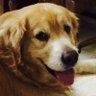 GRETA LEWIS's profile picture