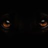 khaam's profile picture