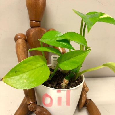 《 新宿美術学院 》 油絵科's profile picture