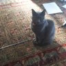 ミネシュウ profil fotoğrafı