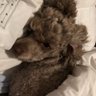 Oreo's profile picture