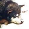まえだよ🐶平和最高 profil fotoğrafı