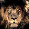 Lion-Ua profil fotoğrafı