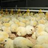 FARMERCIST_gh profil fotoğrafı