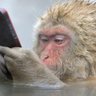 aka Japanese Macaque 的头像