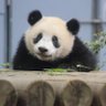 PanXiangXiang profil fotoğrafı