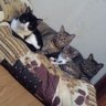 キジトラ猫の海斗くん 的头像