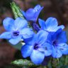 Blazzn Saddles profil fotoğrafı