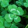 Фото профиля 四二八🍀
