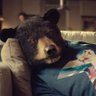 Sofa Bear does Sports profil fotoğrafı