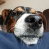Jack_Russell 的头像