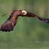 Brown Eagle profil fotoğrafı