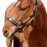 Epsom Derby profil fotoğrafı
