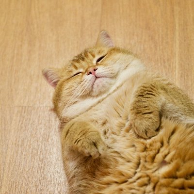 Hosico_cat's profile picture