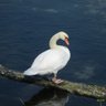 DeveloperCharlie nato Cucciolo's profile picture