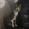 锁子猫 的头像