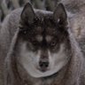 Steve Hardeman's profile picture