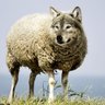 Profilbild von FCD