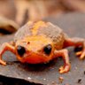 Profilbild von The Queen Frog Herself
