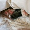 やや猫よりの人's profile picture