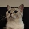 微型檸檬's profile picture