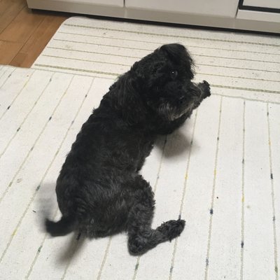 くろれきし's profile picture