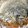 Михей Неджуманжи's profile picture