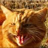Фото профиля Nicolas_Bastet