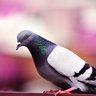 Numero Uno's profile picture
