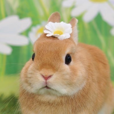 _peterpom_'s profile picture