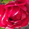 SassyDRose profil fotoğrafı