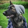 Profilbild von ValleyShepherd
