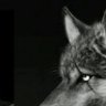 M.H. aziz's profile picture